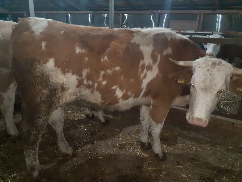 Vând junincă bălțată la prima fătare.