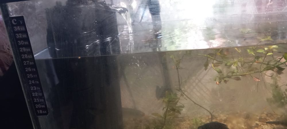 Acvariu juwel 80l