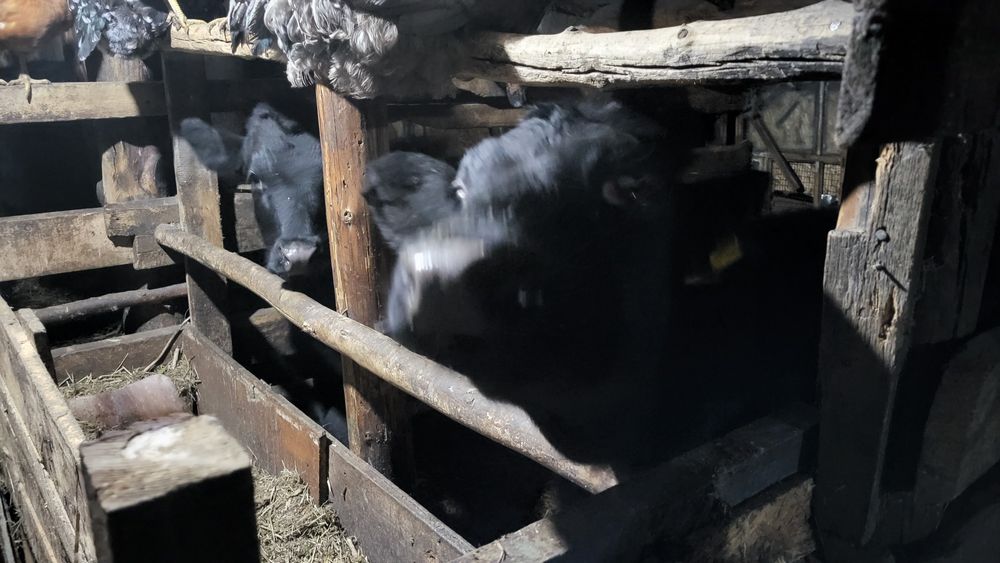 Продам 2 тёлочки возрост 7 месяцев.