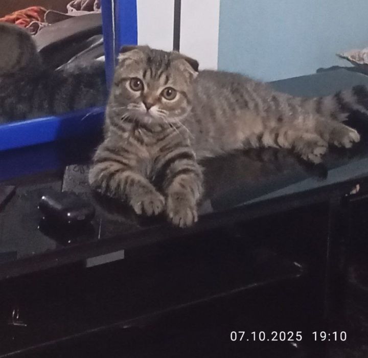 Йахши инсонлага сотилади