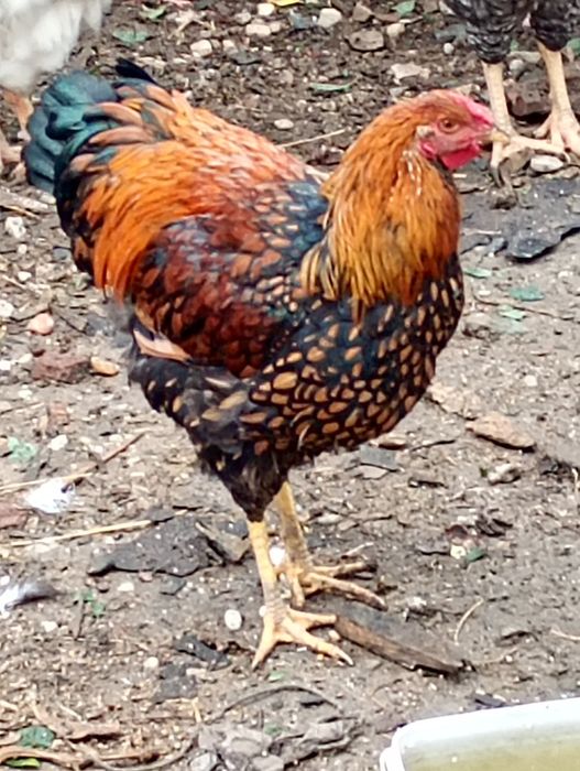 Vând sau schimb cocoș