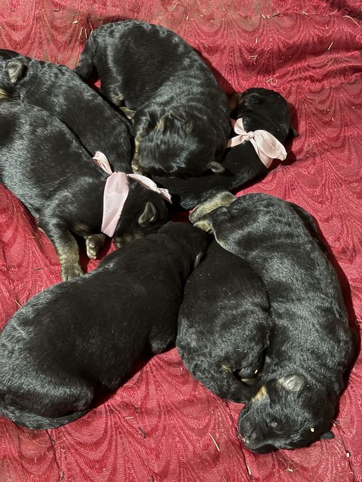 Продам щенков немецской овчарки с родословной