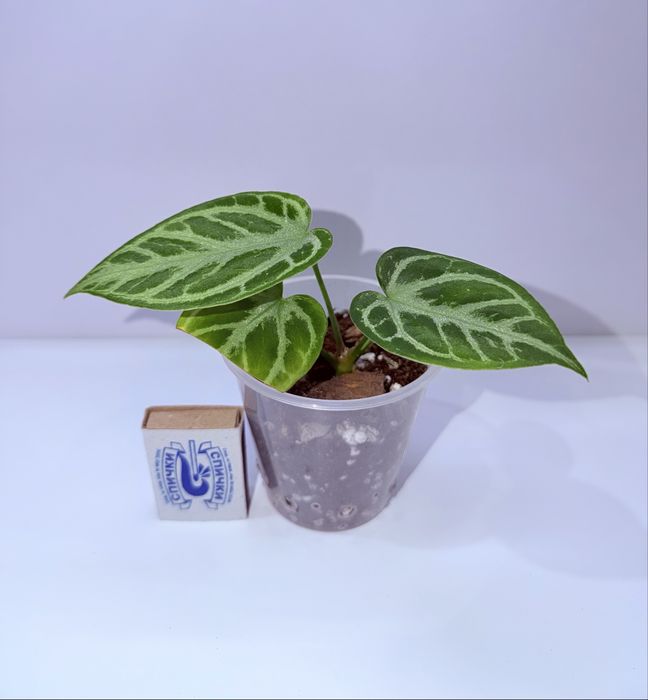 Антуриум, комнатные растения, комнатные цветы