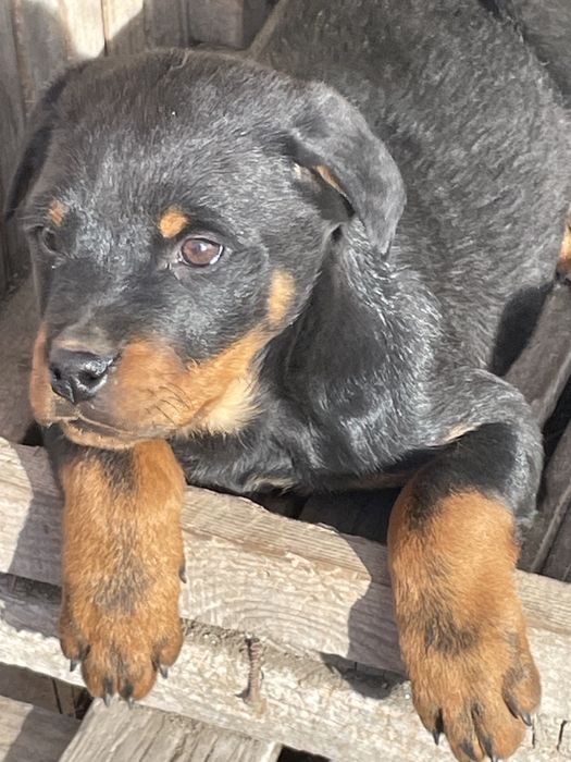 Vand catel rotweilar pui