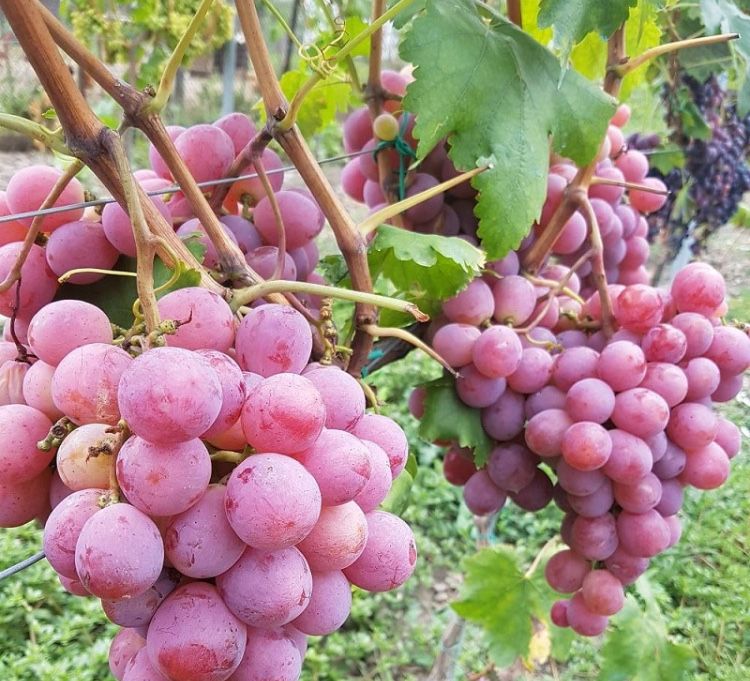 Butași Viță De Vie Anul 3 De Vegetație