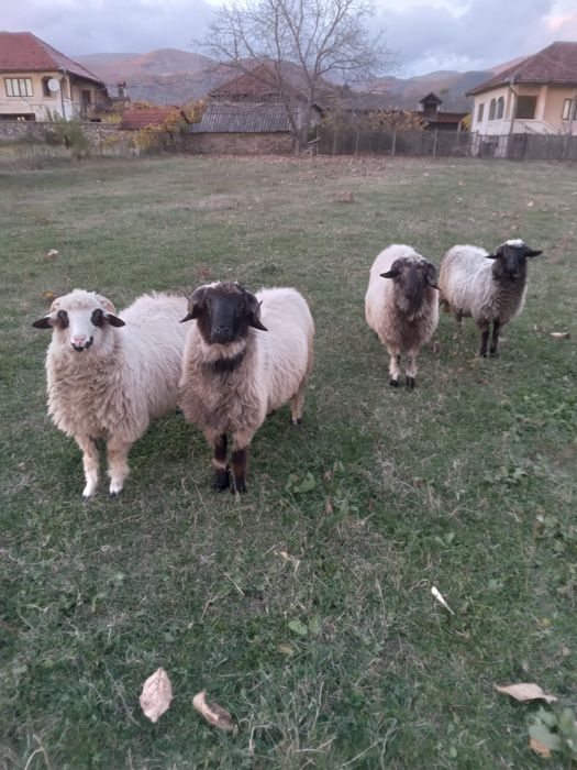 Vând noatini de 6 luni. (Perechi). Oi de Hațeg.