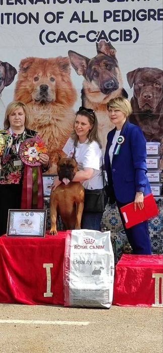 Щенки немецкого боксёра