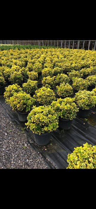 Vând euonymus de mai multe dimensiuni