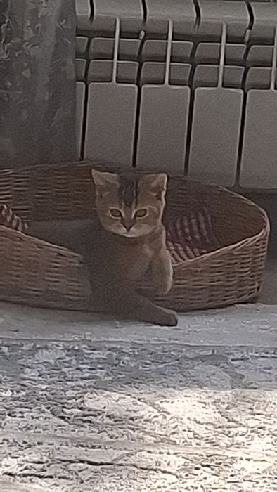 Шотландский котёнок в хорошие руки.