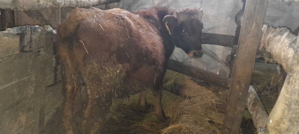 Продам бычков 8 месяцов.за  350.000тг