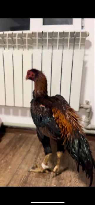 Продвм петуха дакан