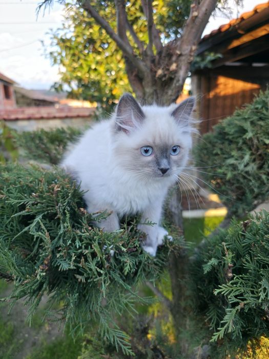 Ragdol/Рагдол на 3 месеца Две женски с родословие