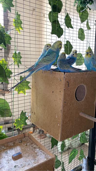 Totila Sotiladi 20 ta bor optim sotaman hammasini bir joyda tayyor par