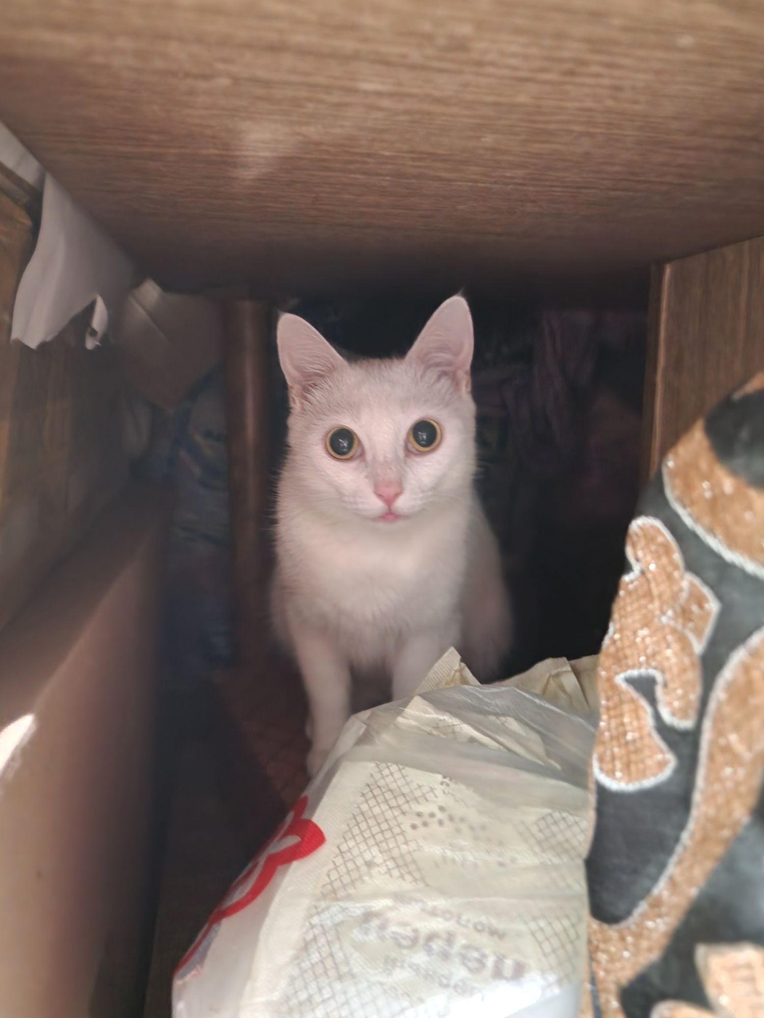 Только в  частный дом! Отдаётся кошка, 9 лет