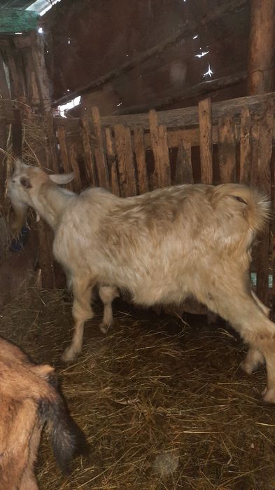 Vând țap de anul trecut