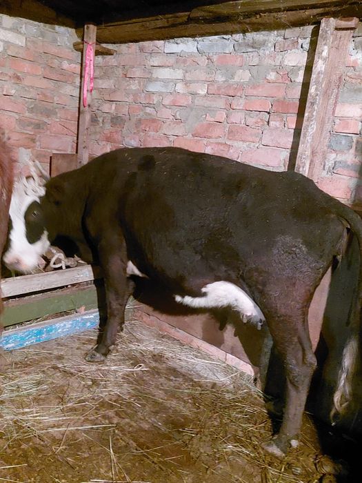 Продам скот, четыре голвы