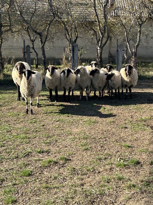 Vand oi metis suffolk si carabas