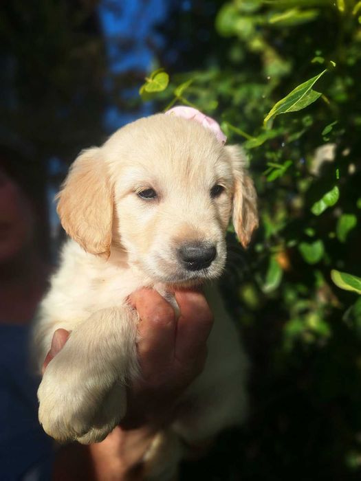 Голдън ретривър кученца