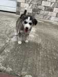 Donez caine  metis husky femela
