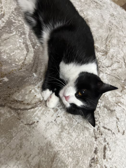 Отдам кошечку в добрые руки.