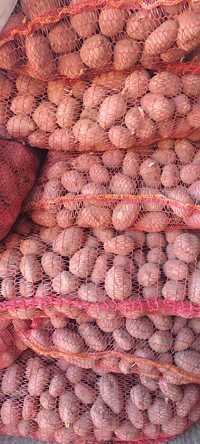 Sămânță cartofi roșii