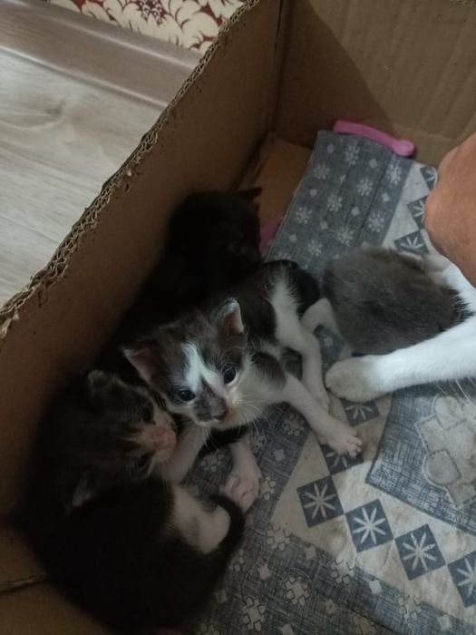 Котята бесплатно