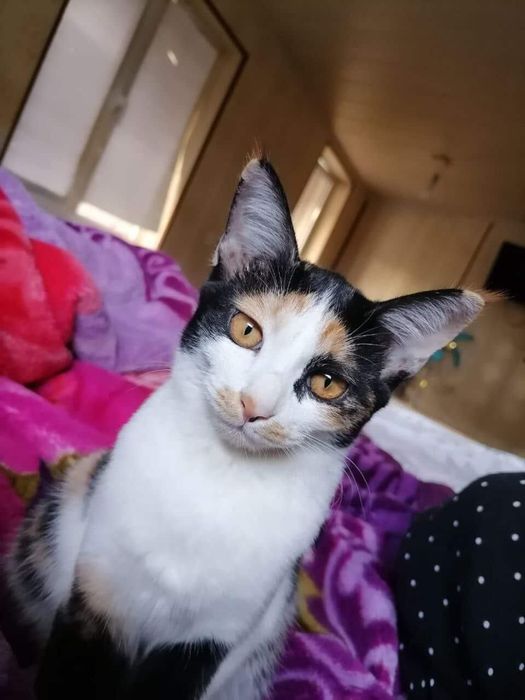 Пристраивается бесплатно в хорошые руки.