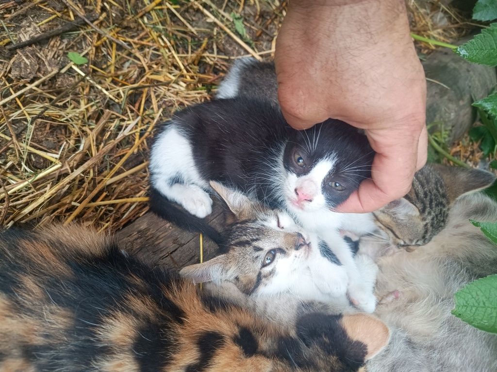 Donez pisici foarte jucausi