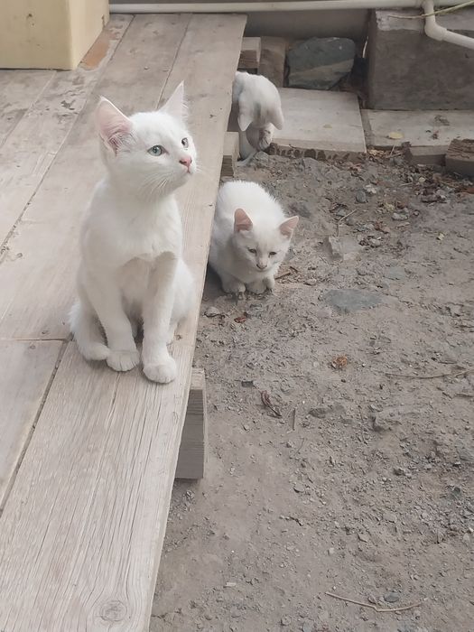 Котята белого цвета.