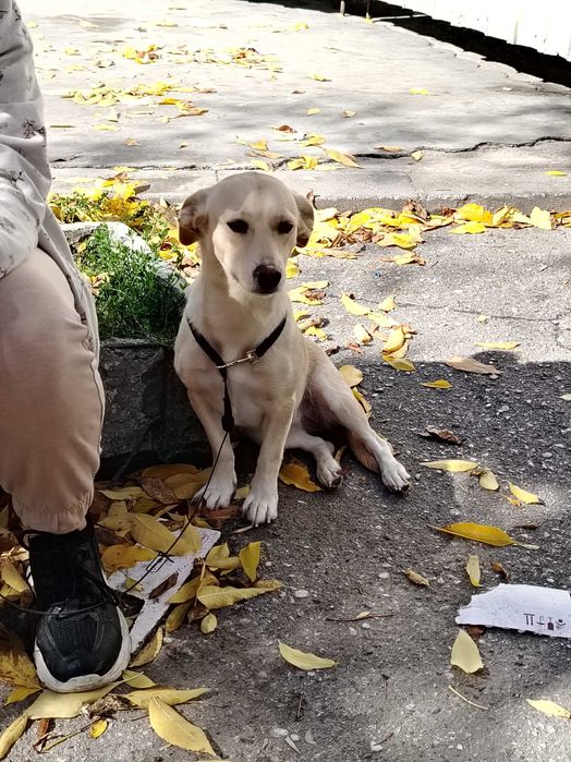 Подарявам сладко куче