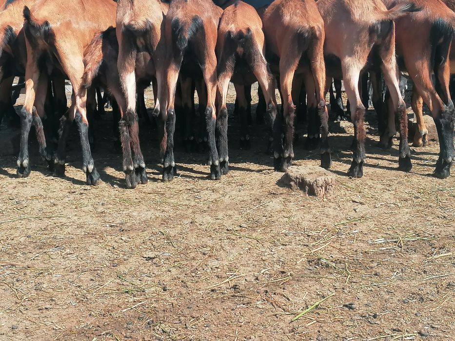 Disponibil (de vanzare) 10 femele nascute in 2025.01-02.