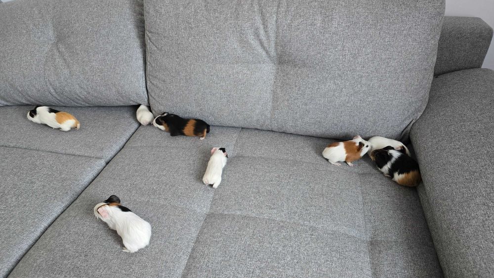 Pui de porcusori de Guineea!