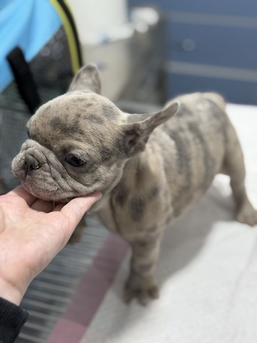 Bulldog Francez Merle
