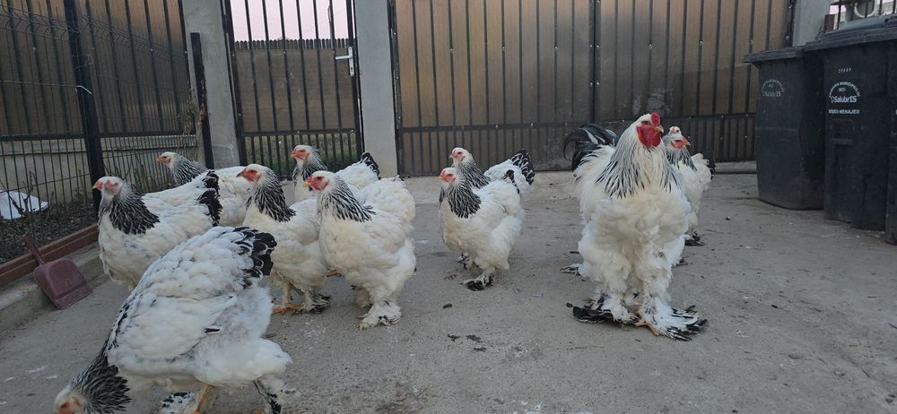 Brahma Herminat Deschis