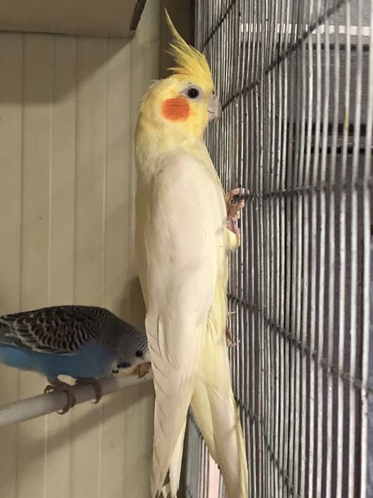 Korella toti yaxshi parvarish qilingan