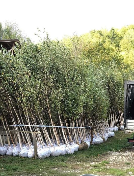 Arbori Foioși (Tei, Platan, Carpen) | Garanție Prindere