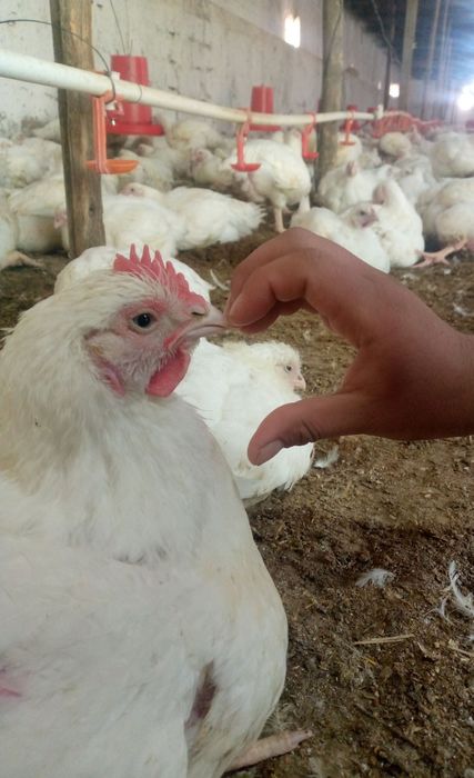 Товук гушти бор бройлер