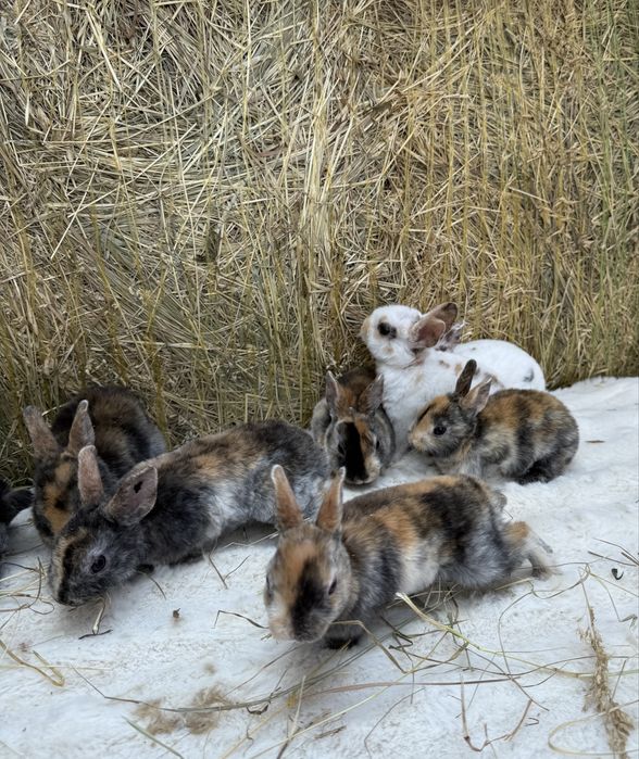 Vand iepuri rex pitic