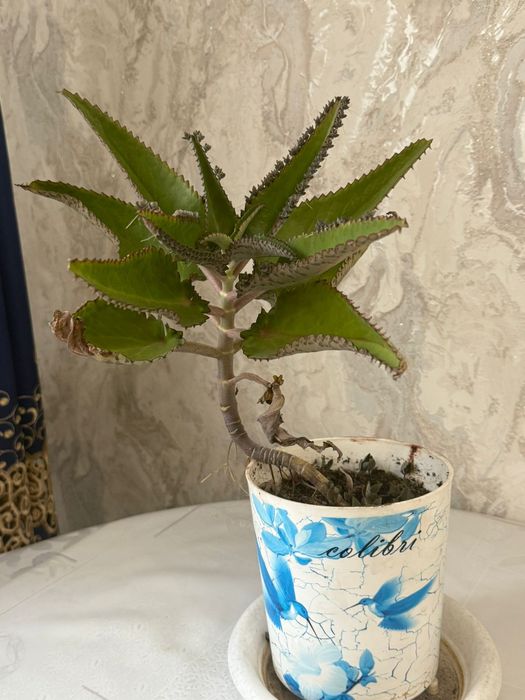 Продается калонхое и алое.