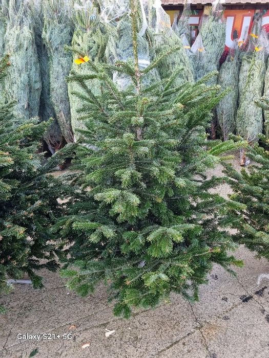 Vamd brazi de Crăciun argintii preț de la 100 la 200