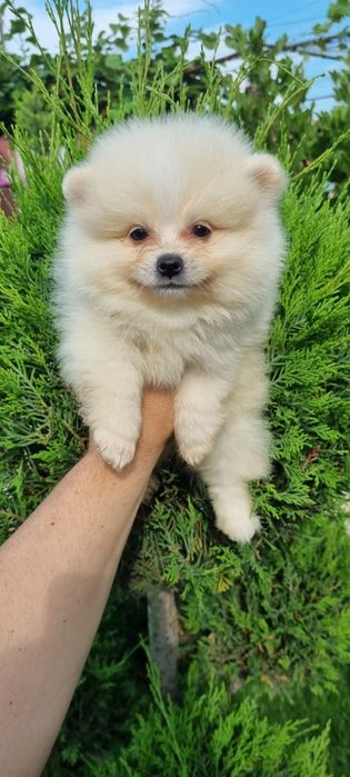 Померан мини шпиц
