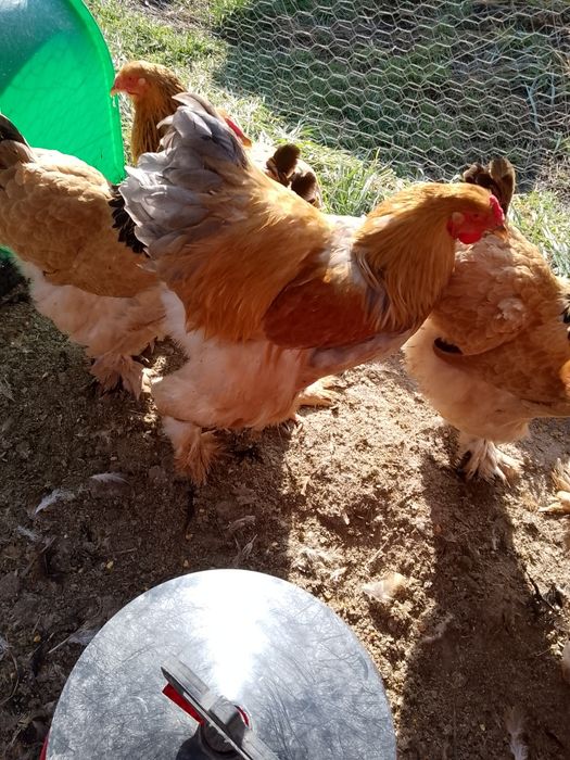 Cocosi brahma col galben !