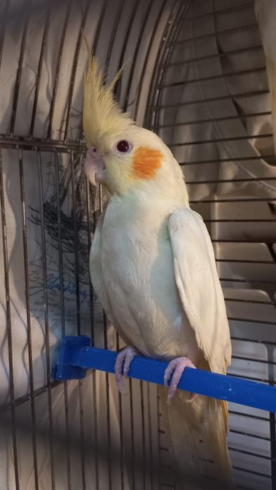 Корелла,  птенцы домашнего разведения