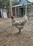 Familie australorp splash din 2025