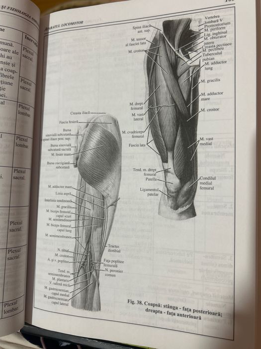 Compendiu Anatomia și fiziologia omului
