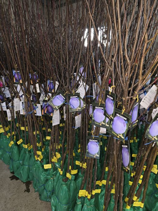 Vând pomi fructiferi