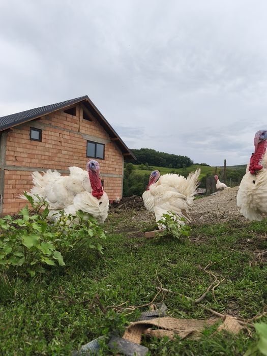 Curci de carne, 35 lei în viu și 40 tăiat,mai multe detalii la telefon