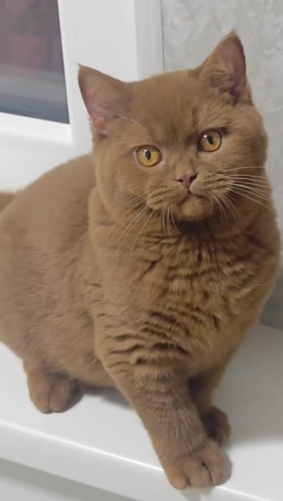 Передержка кошек и котов