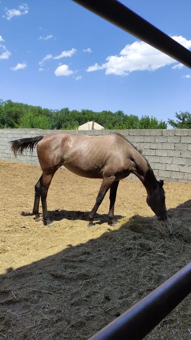 Продам кобылу Таза қан ту бие салылады