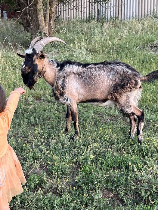 Альпийский козел . Обмен